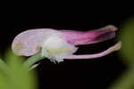 Ramping fumitory